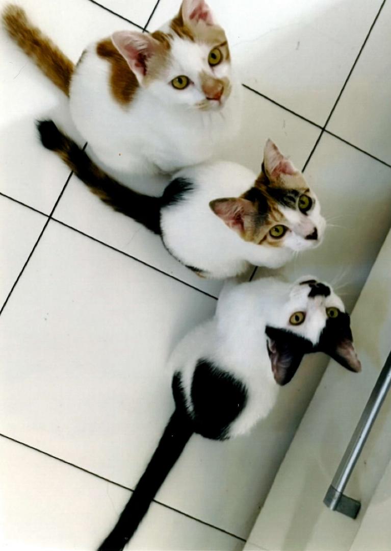 たく・おかか・こんぶ