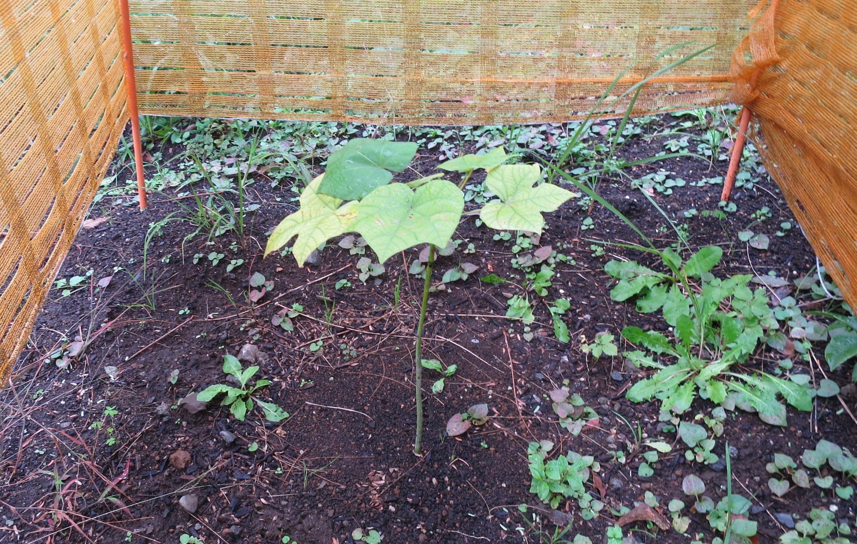 令和5年11月17日