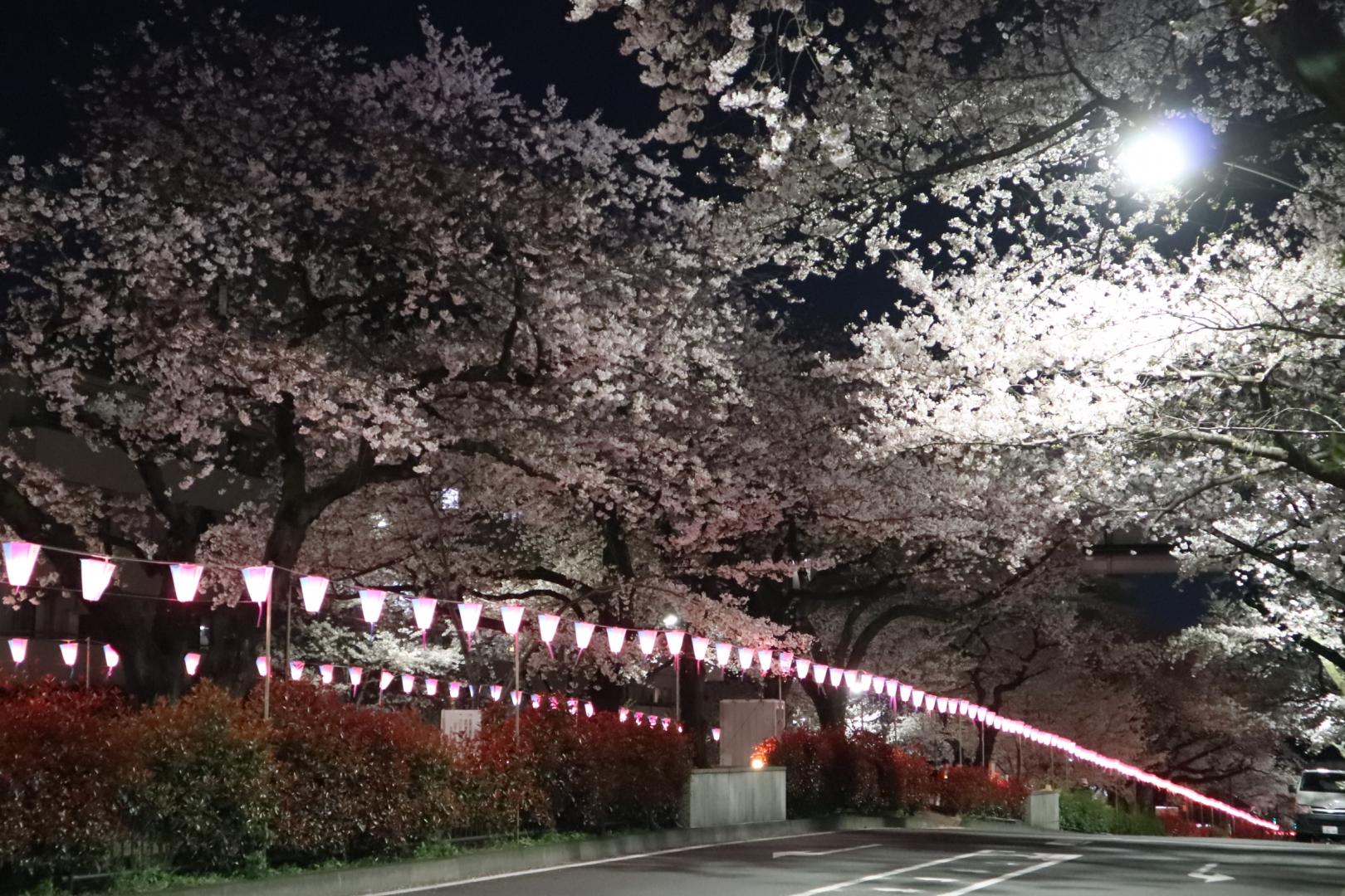 さくらまつり（夜の様子）