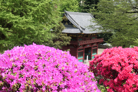 咲いているつつじ