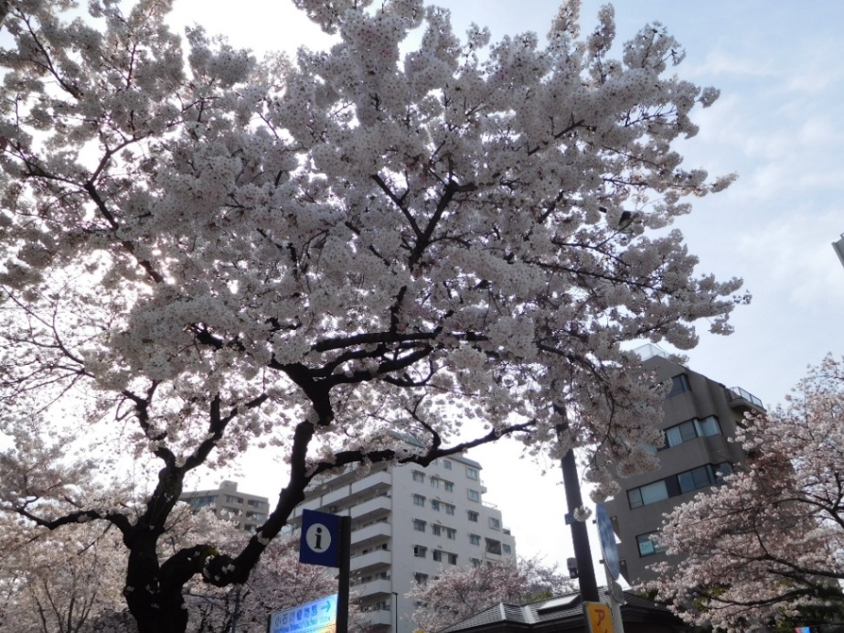 さくらまつりの様子