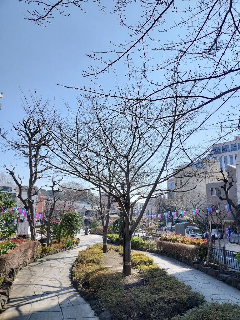 桜の木