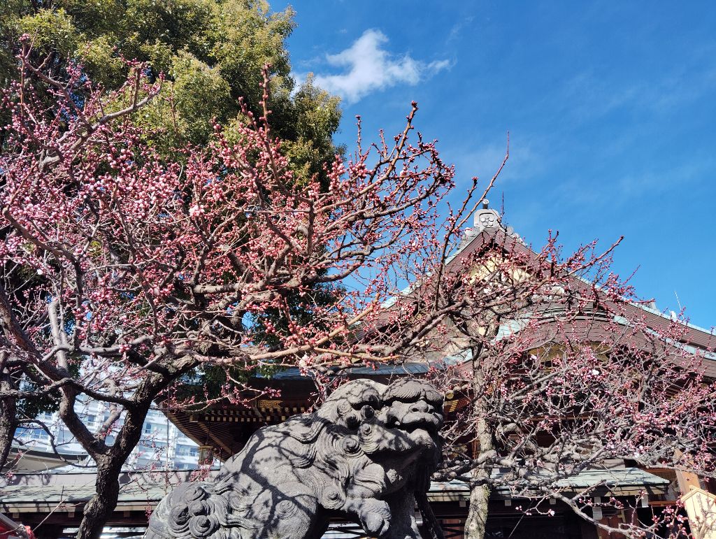 令和6年度梅まつり写真4