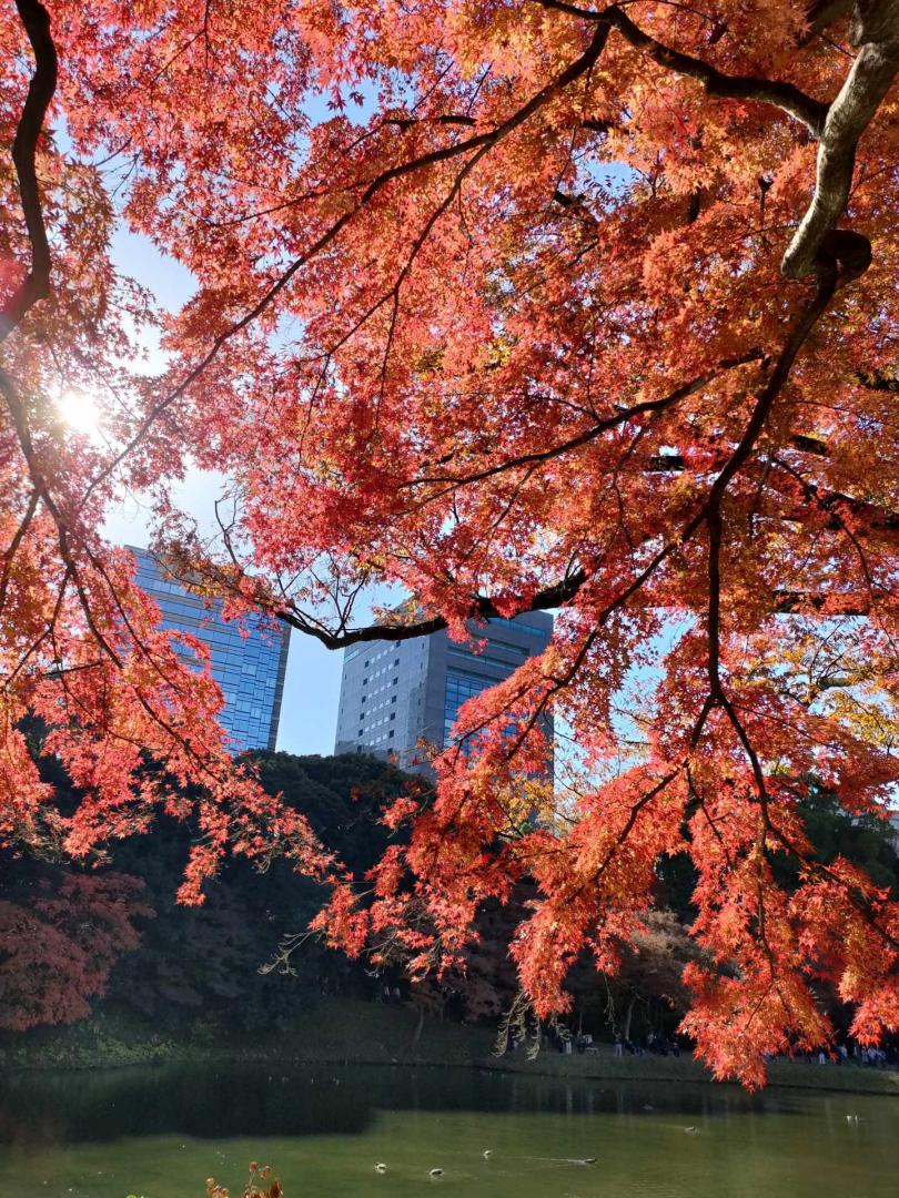 英語観光ツアー（令和7年11月30日、紅葉）