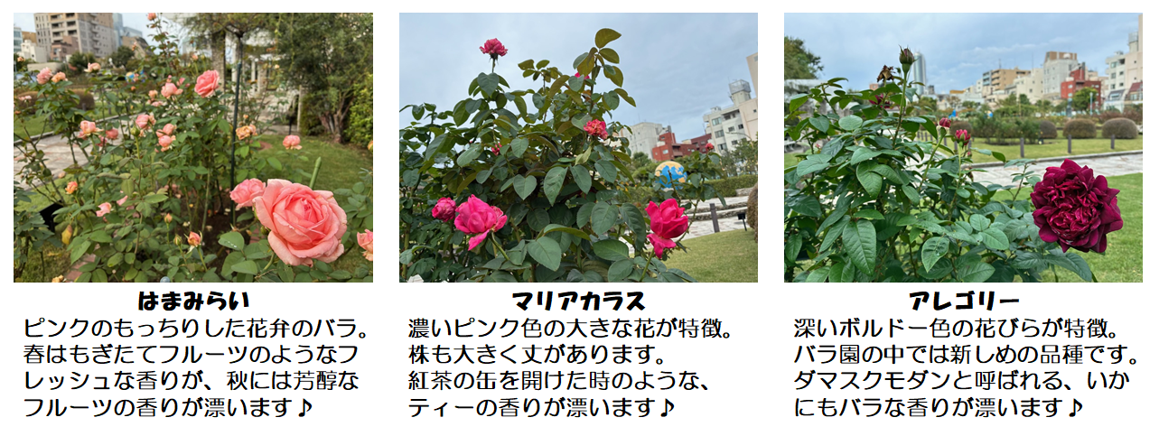 はまみらい、フルーツの香り。マリアカラス、紅茶の香り。アレゴリー、いかにもバラな香り。